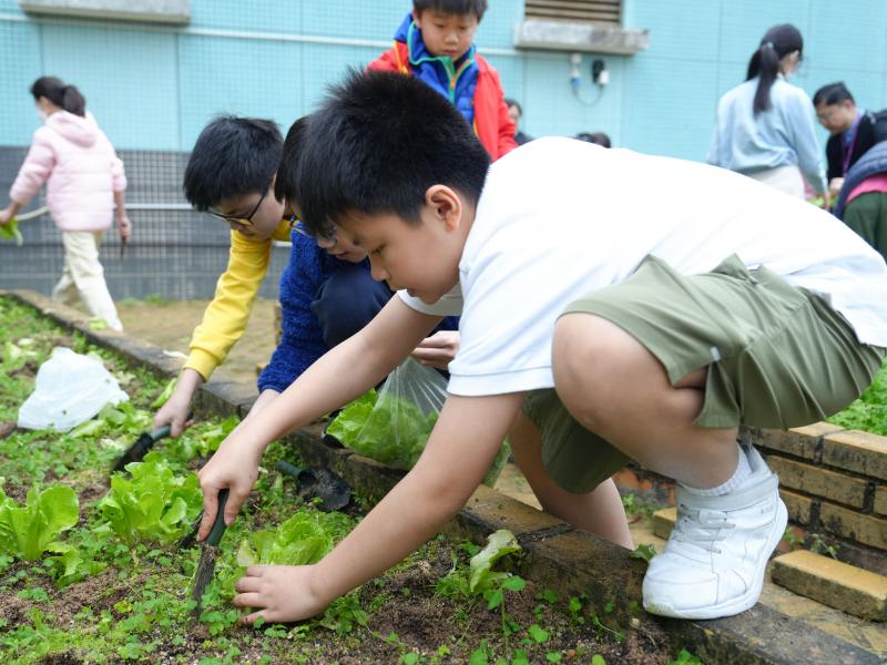 2023-2024 Social Studies (Pri) DS3 Organic Farming Activity