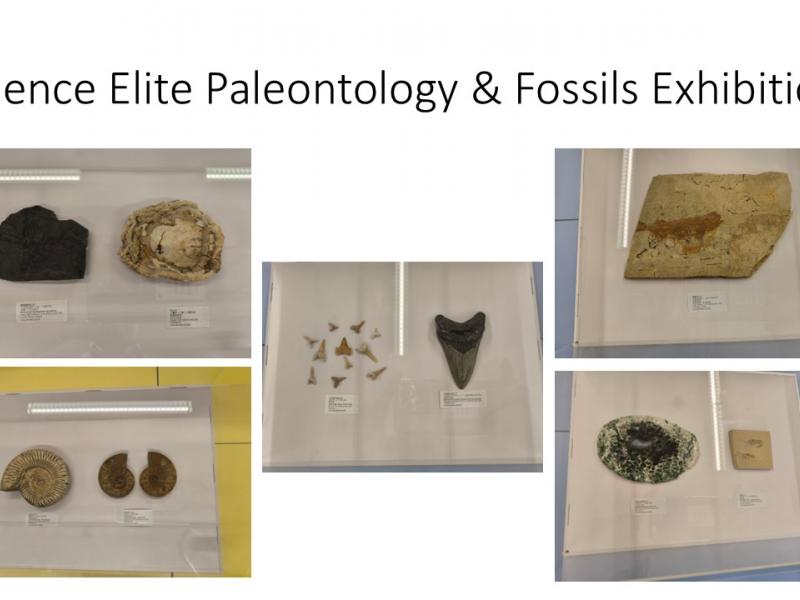 Science Elite: Paleontology & Fossils Exhibition